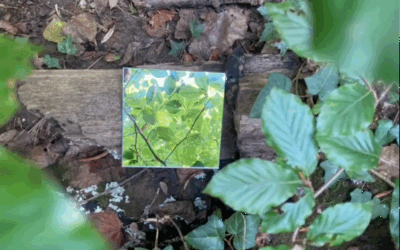Retour sur l’atelier photo – « La forêt dans tous ses sens »