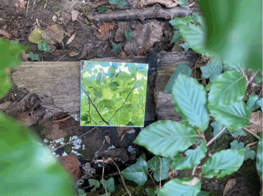 Retour sur l’atelier photo – « La forêt dans tous ses sens »